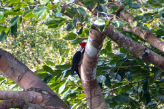 Campephilus melanoleucos