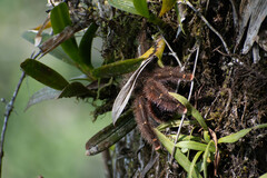 Avicularia juruensis