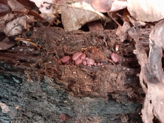 Ascocoryne sarcoides