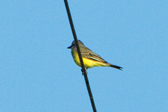 Tyrannus melancholicus