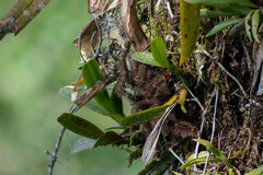 Avicularia juruensis