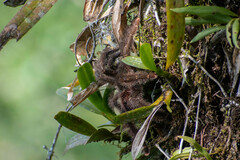 Avicularia juruensis