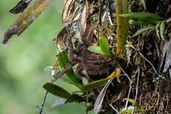 Avicularia juruensis