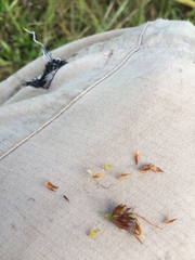 Rhynchospora ciliaris