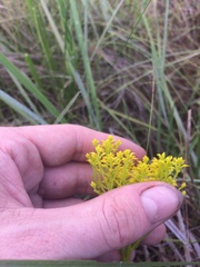 Polygala ramosa
