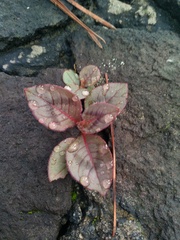 Persicaria capitata