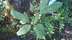 Ilex brandegeeana