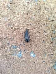 Cypherotylus californicus