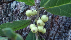Ilex brandegeeana