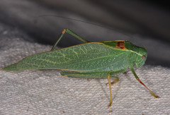 Microcentrum californicum