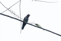 Chrysococcyx xanthorhynchus xanthorhynchus