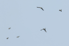 Pericrocotus divaricatus