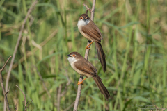 Chrysomma sinense sinense