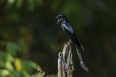 Dicrurus macrocercus cathoecus