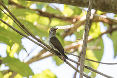 Chrysococcyx xanthorhynchus xanthorhynchus