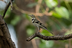 Dendronanthus indicus