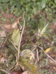 Vandoideae