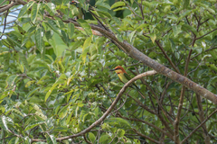 Merops leschenaulti leschenaulti