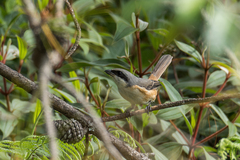 Lanius tephronotus tephronotus