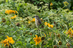 Lanius tephronotus tephronotus