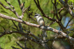 Lanius collurioides collurioides