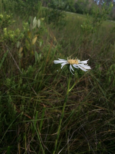 Image of thistleleaf aster by no rights reserved
