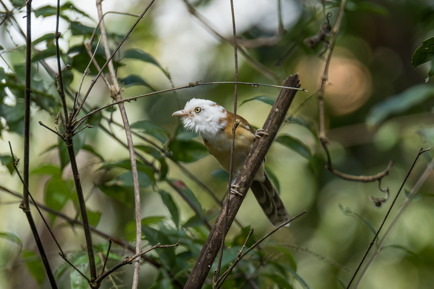 Collared Babbler