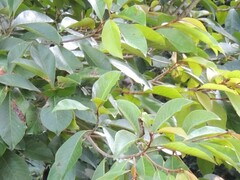 Orthotomus ruficeps