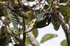 Pericrocotus ethologus