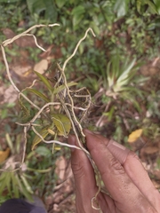 Vandoideae