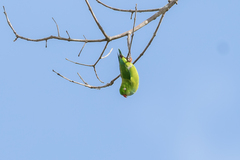 Loriculus vernalis vernalis