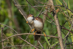 Chrysomma sinense sinense