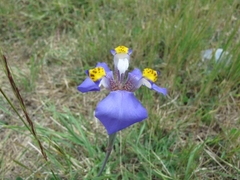 Hesperoxiphion herrerae