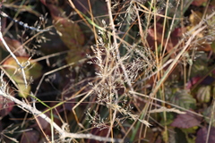 Poa palustris