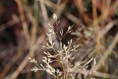 Poa palustris