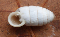 Cerion incanum