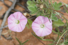 Convolvulus remotus