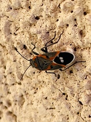 Lygaeus kalmii kalmii