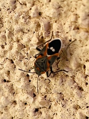 Lygaeus kalmii kalmii