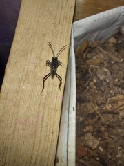 Evania appendigaster