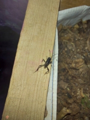 Evania appendigaster