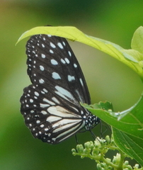 Ideopsis juventa