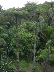 Cyathea cunninghamii