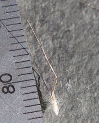 Rytidosperma setaceum