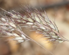 Rytidosperma setaceum