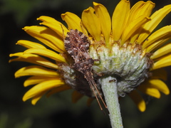 Centrocoris spiniger