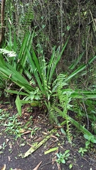 Furcraea hexapetala