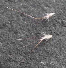 Rytidosperma setaceum