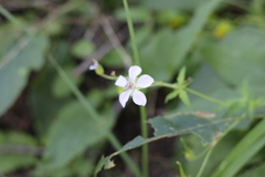 Geranium richardsonii