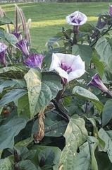 Datura metel